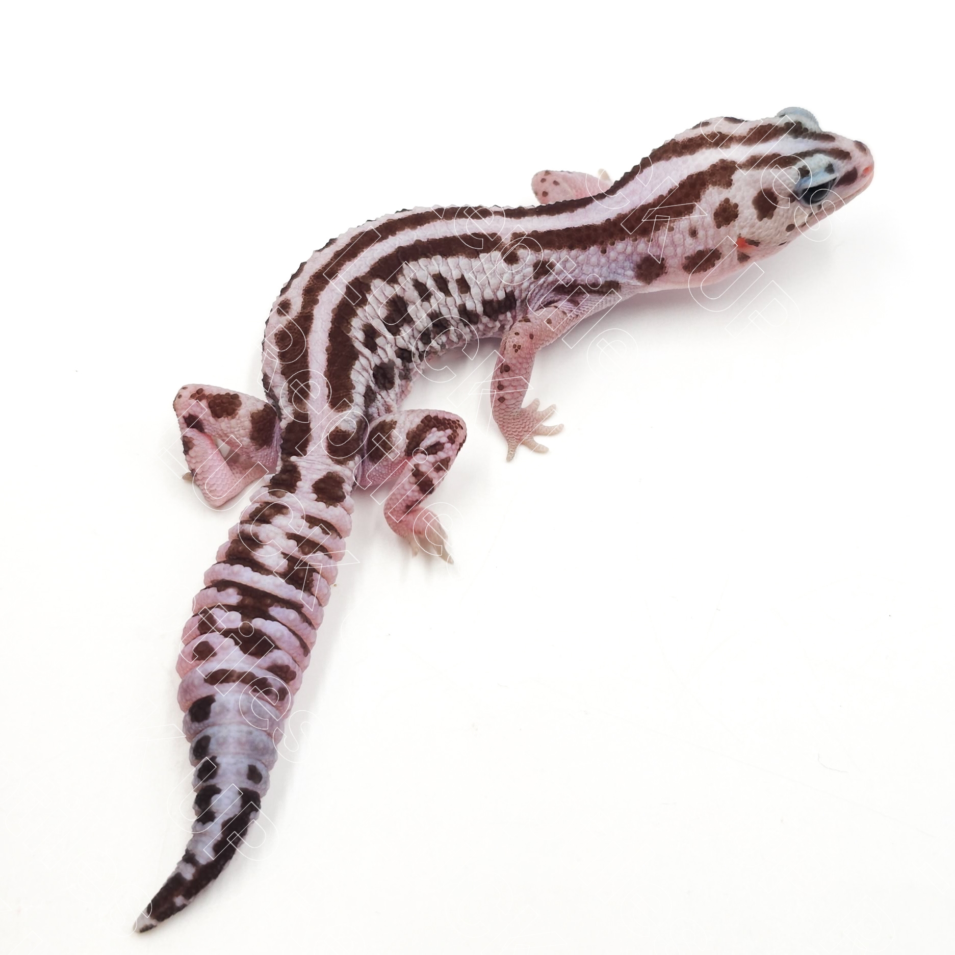 ニシアフリカトカゲモドキ¥ホワイトアウトオレオパティ