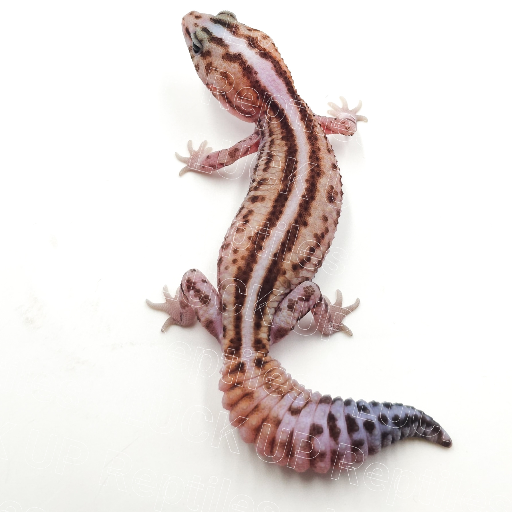 ニシアフリカトカゲモドキ¥ホワイトアウト パティhetオレオ