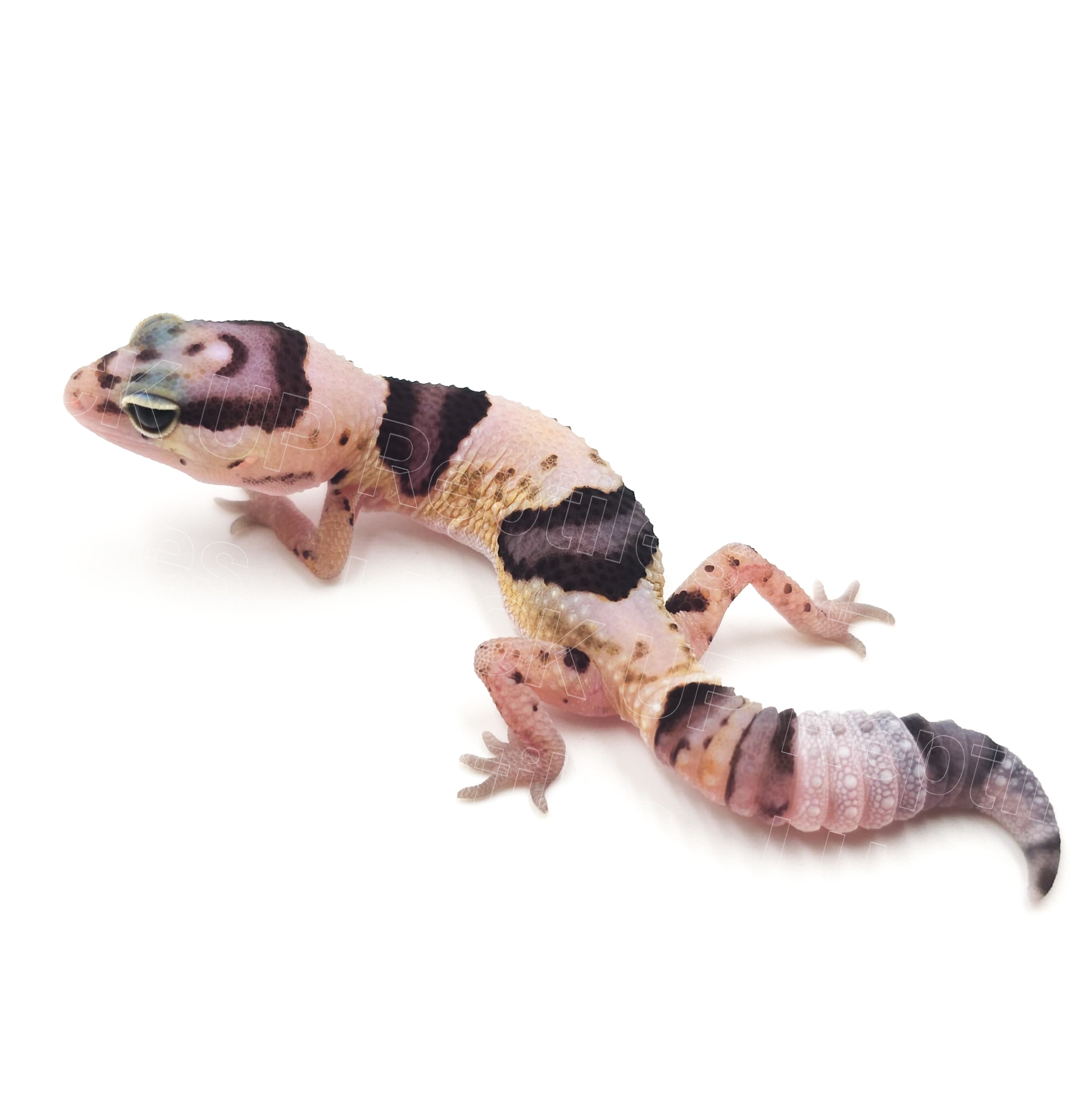 ニシアフリカトカゲモドキ¥ホワイトアウトhetオレオ