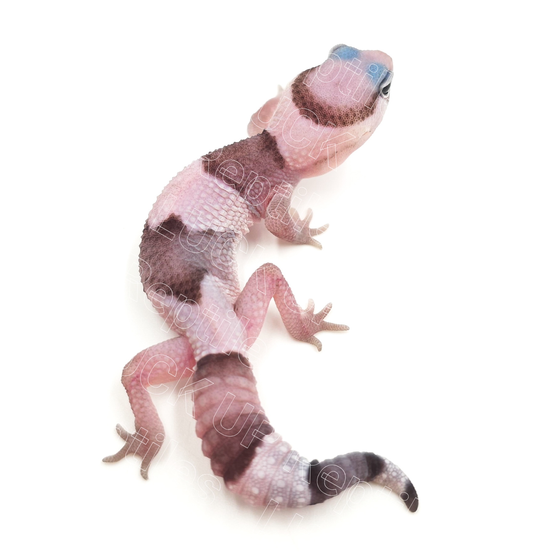 ニシアフリカトカゲモドキ¥オレオ