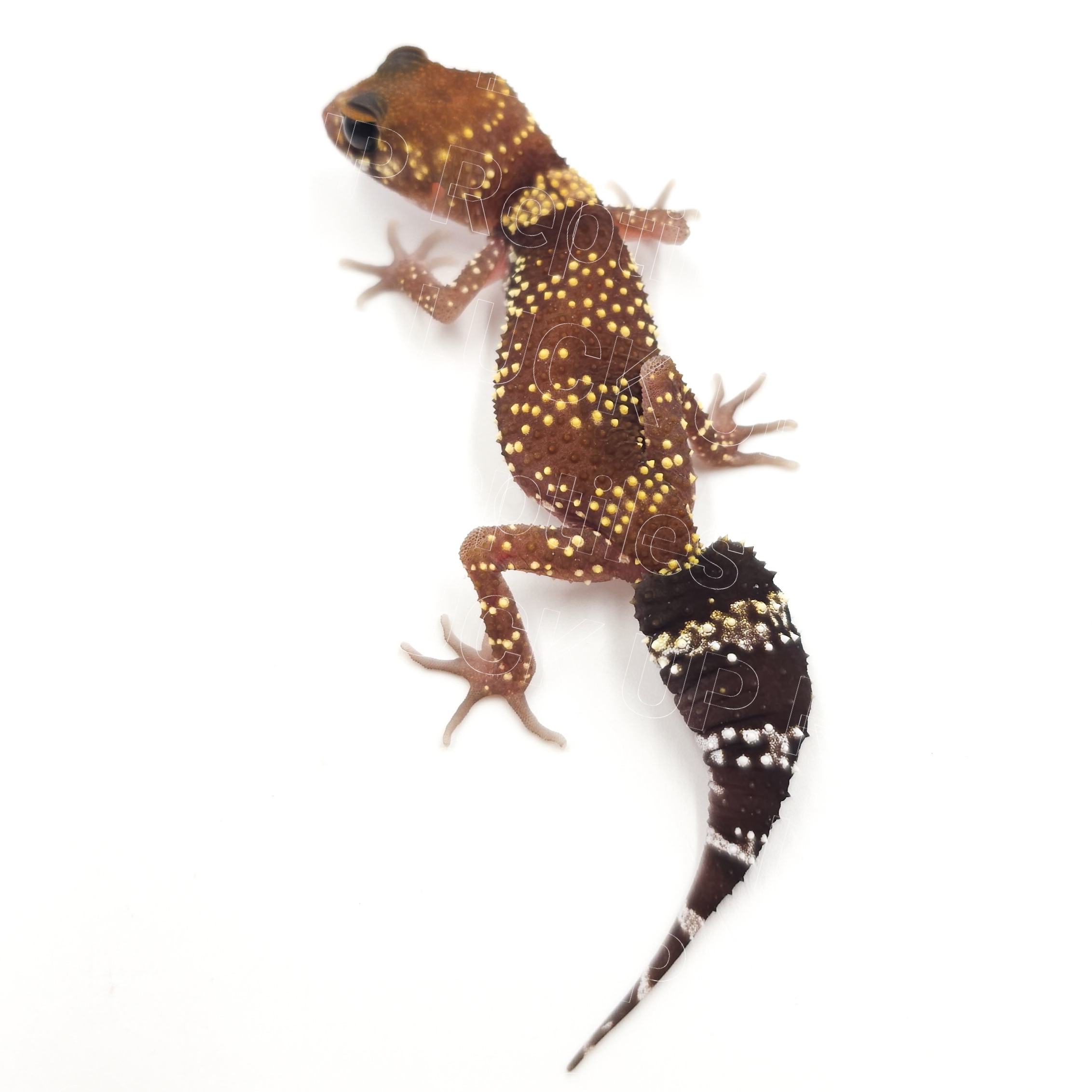 アンダーウッディサウルスミリー