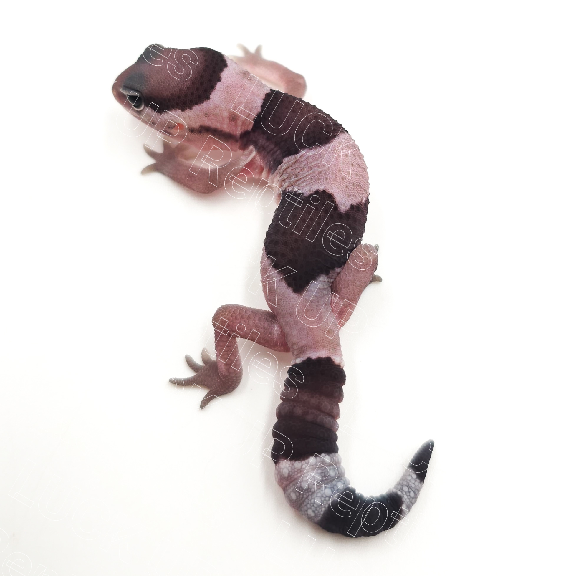 ニシアフリカトカゲモドキ¥オレオ