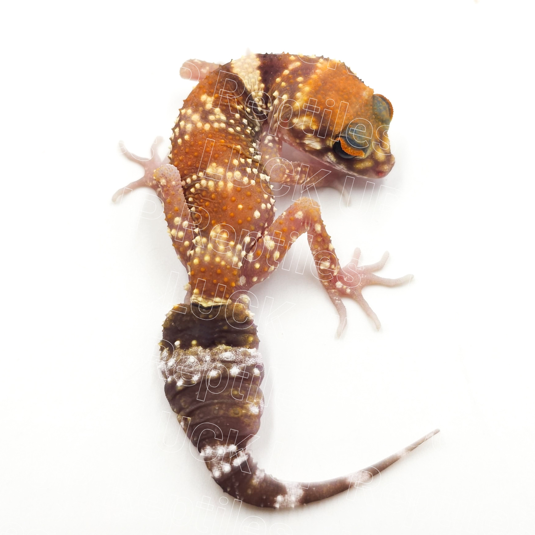 アンダーウッディサウルスミリー¥ハイポ