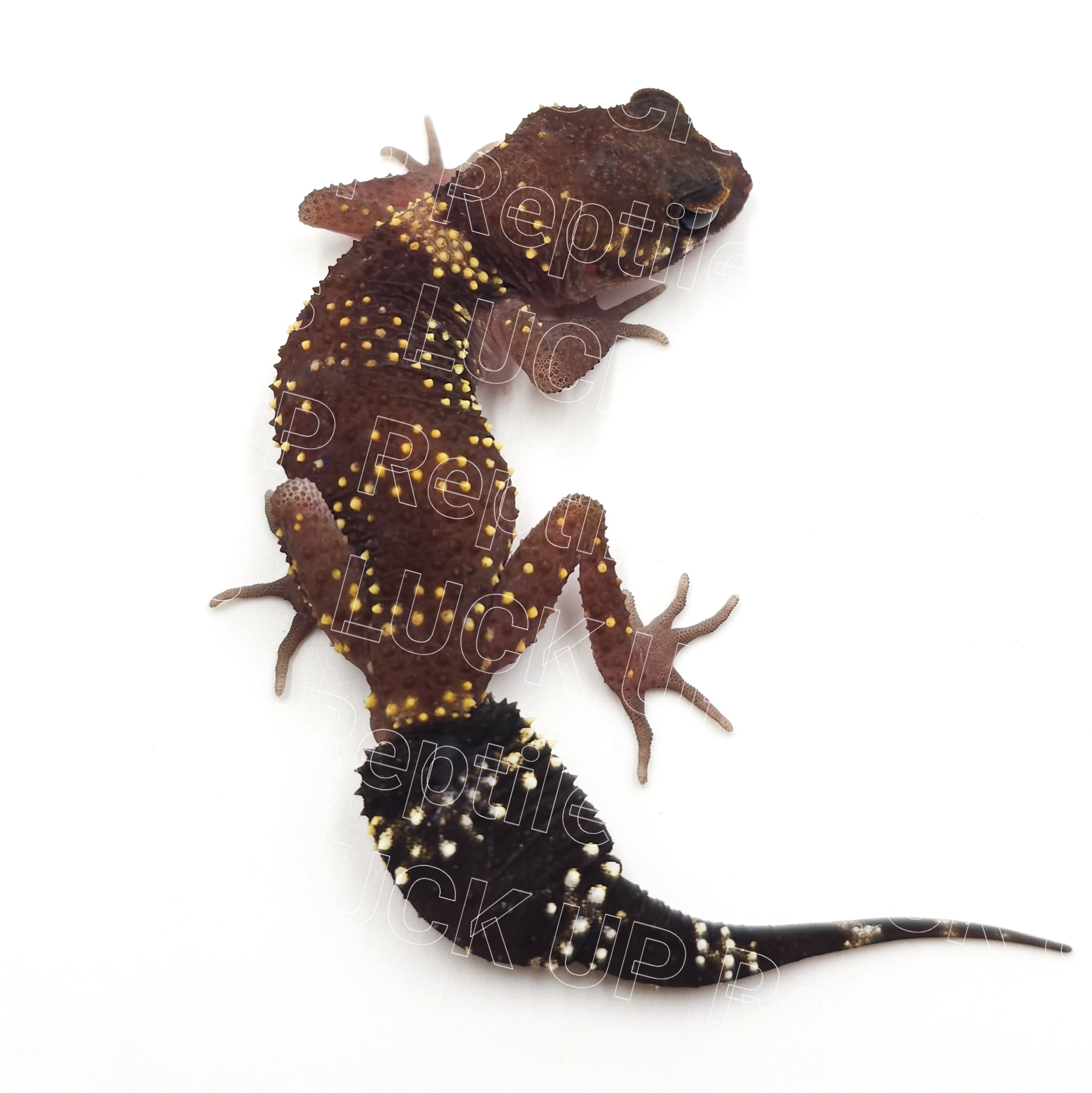 アンダーウッディサウルスミリー