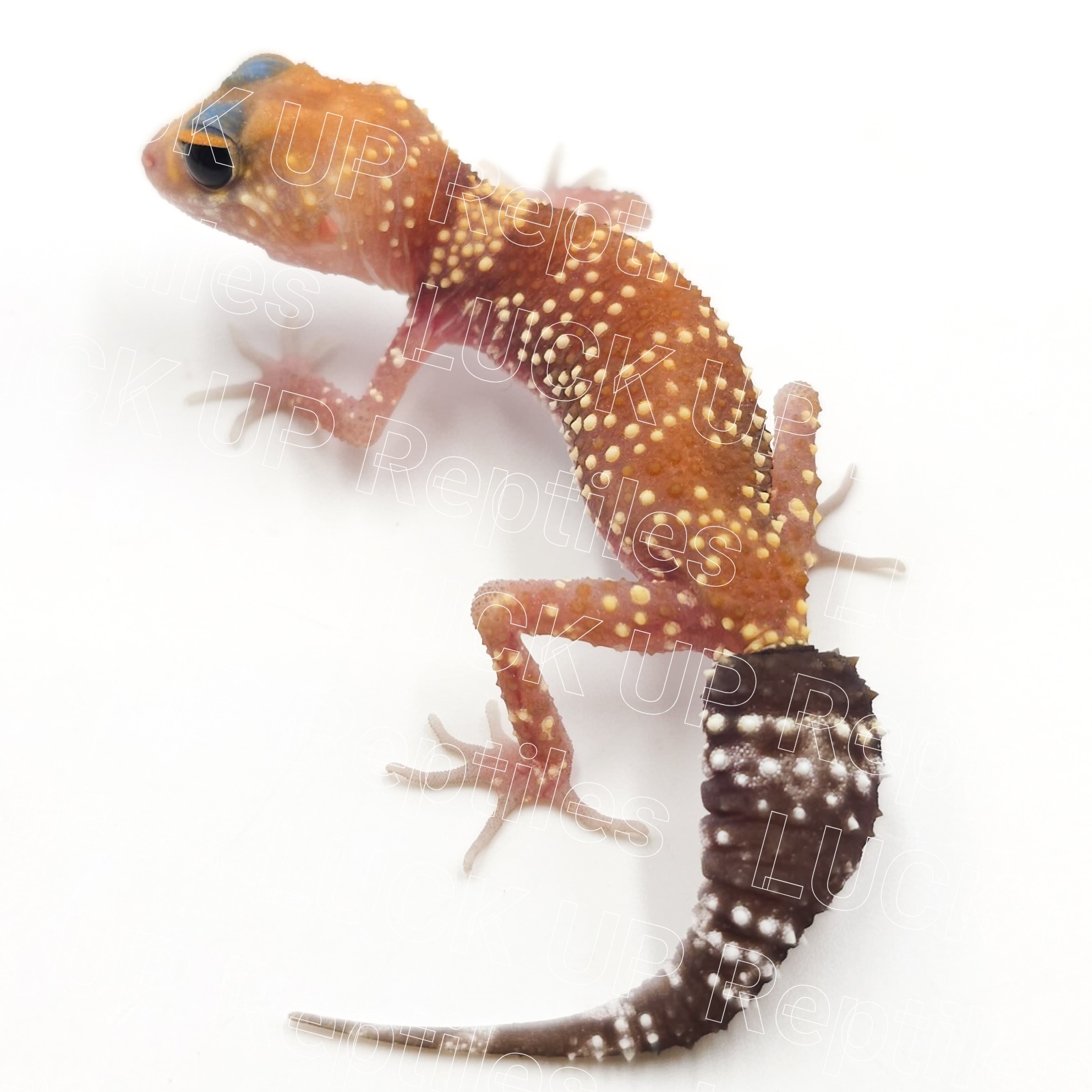 アンダーウッディサウルスミリー¥ハイポ