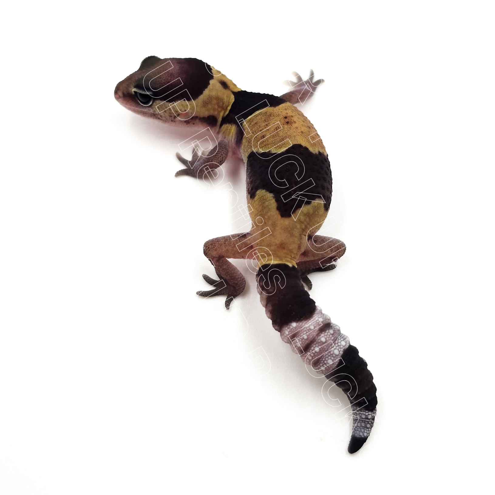 ニシアフリカトカゲモドキ¥ノーマルphパティ