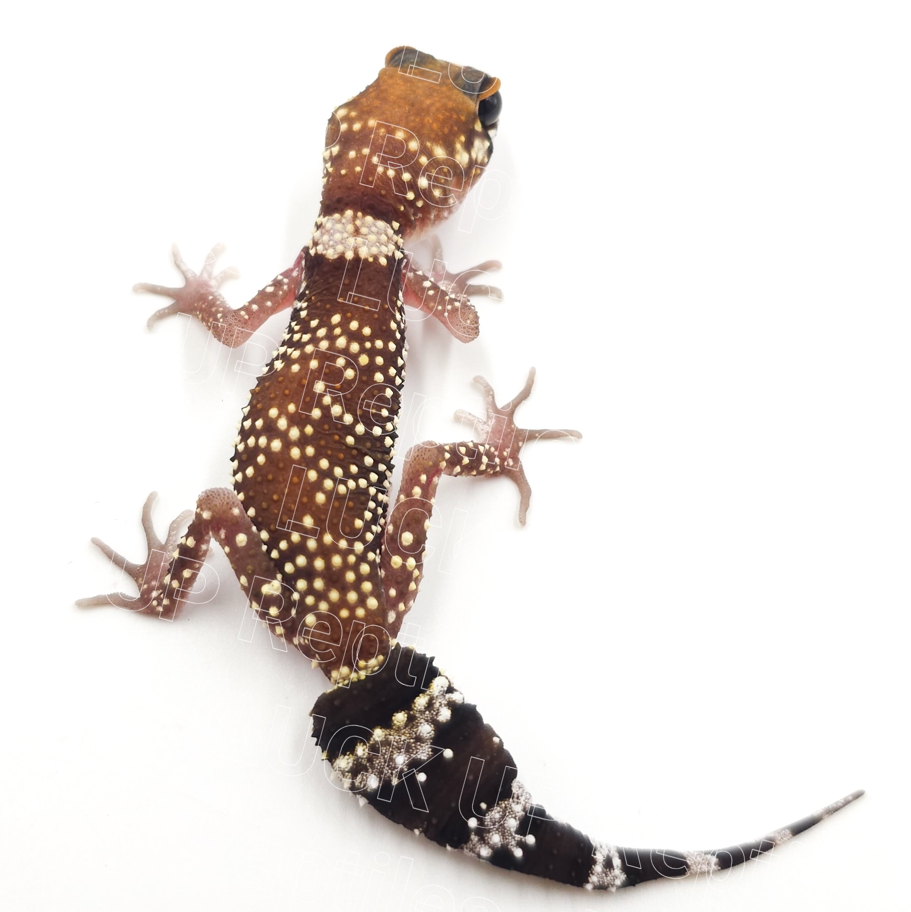 アンダーウッディサウルスミリー