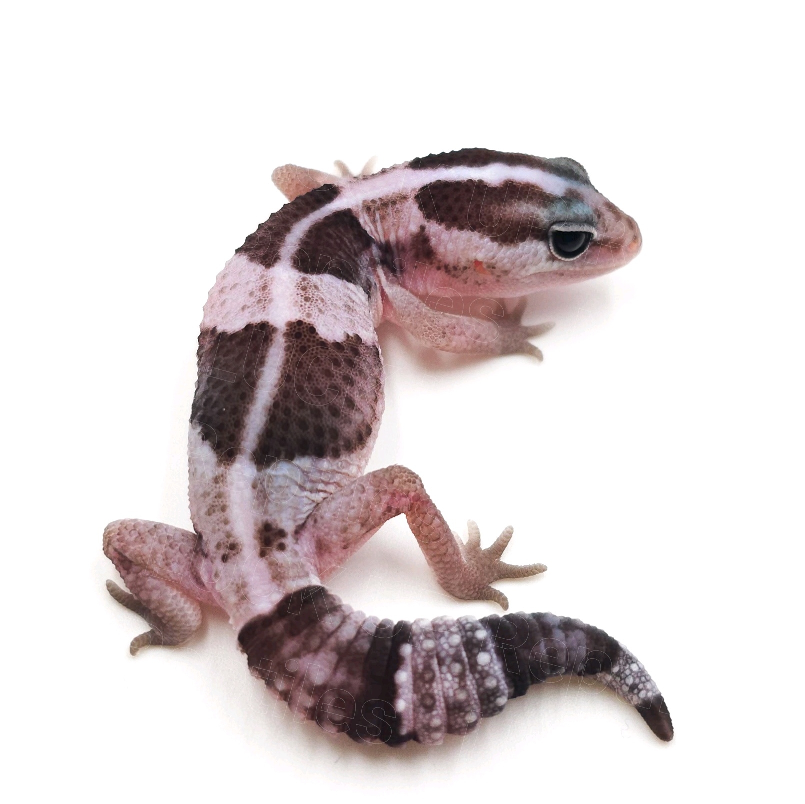 ニシアフリカトカゲモドキ¥オレオ