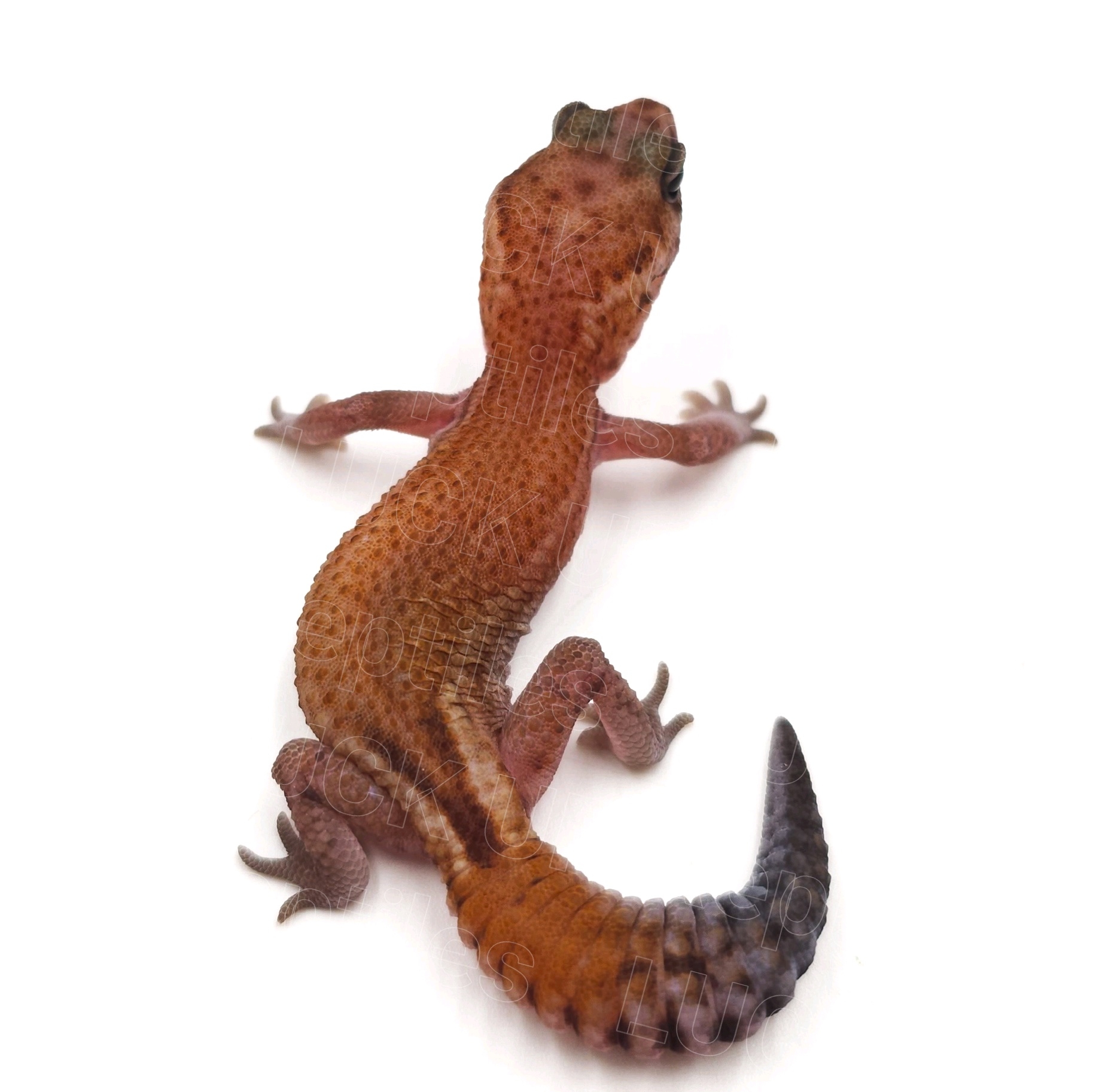 ニシアフリカトカゲモドキ¥パティphゴーストオレオ