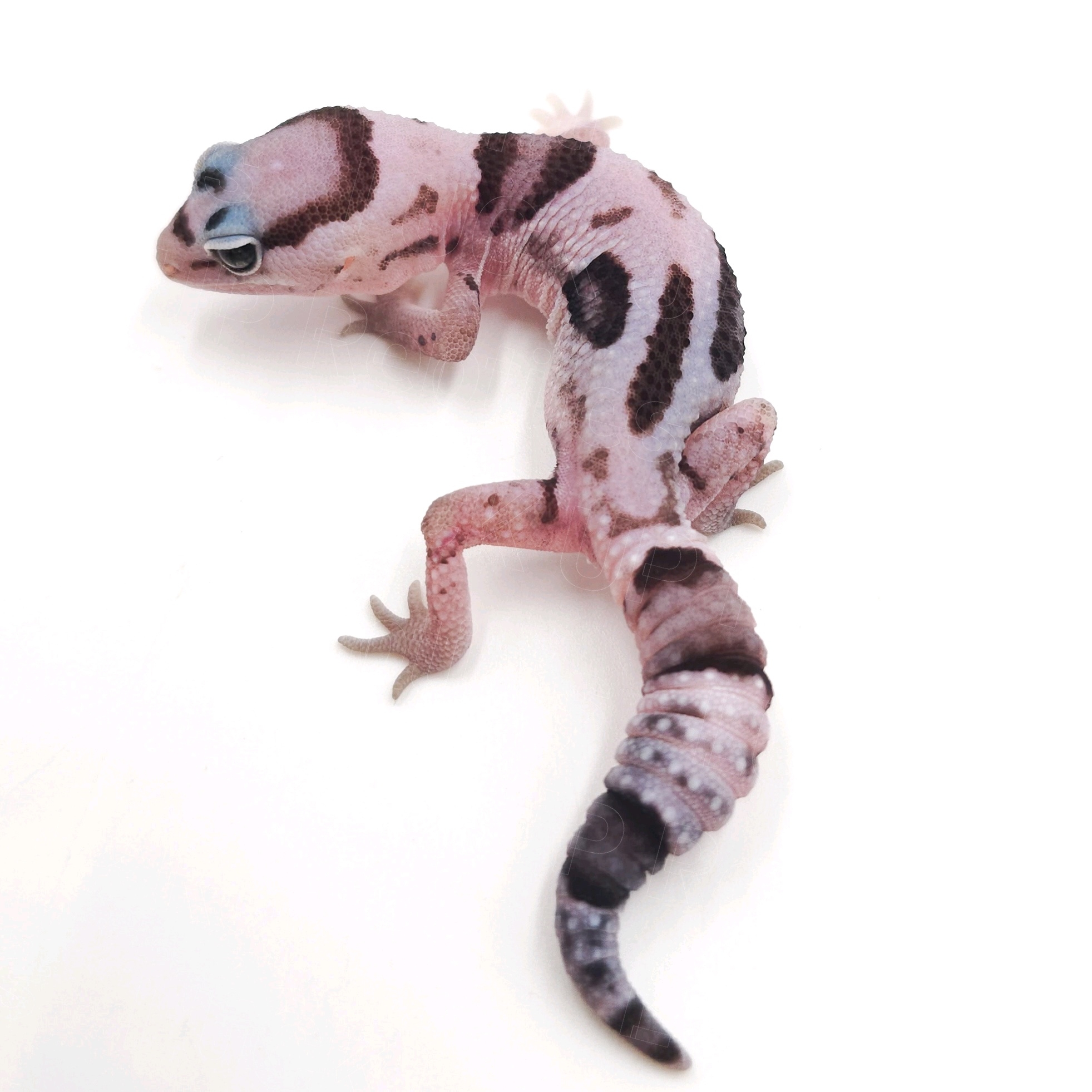 ニシアフリカトカゲモドキ¥ホワイトアウトオレオ