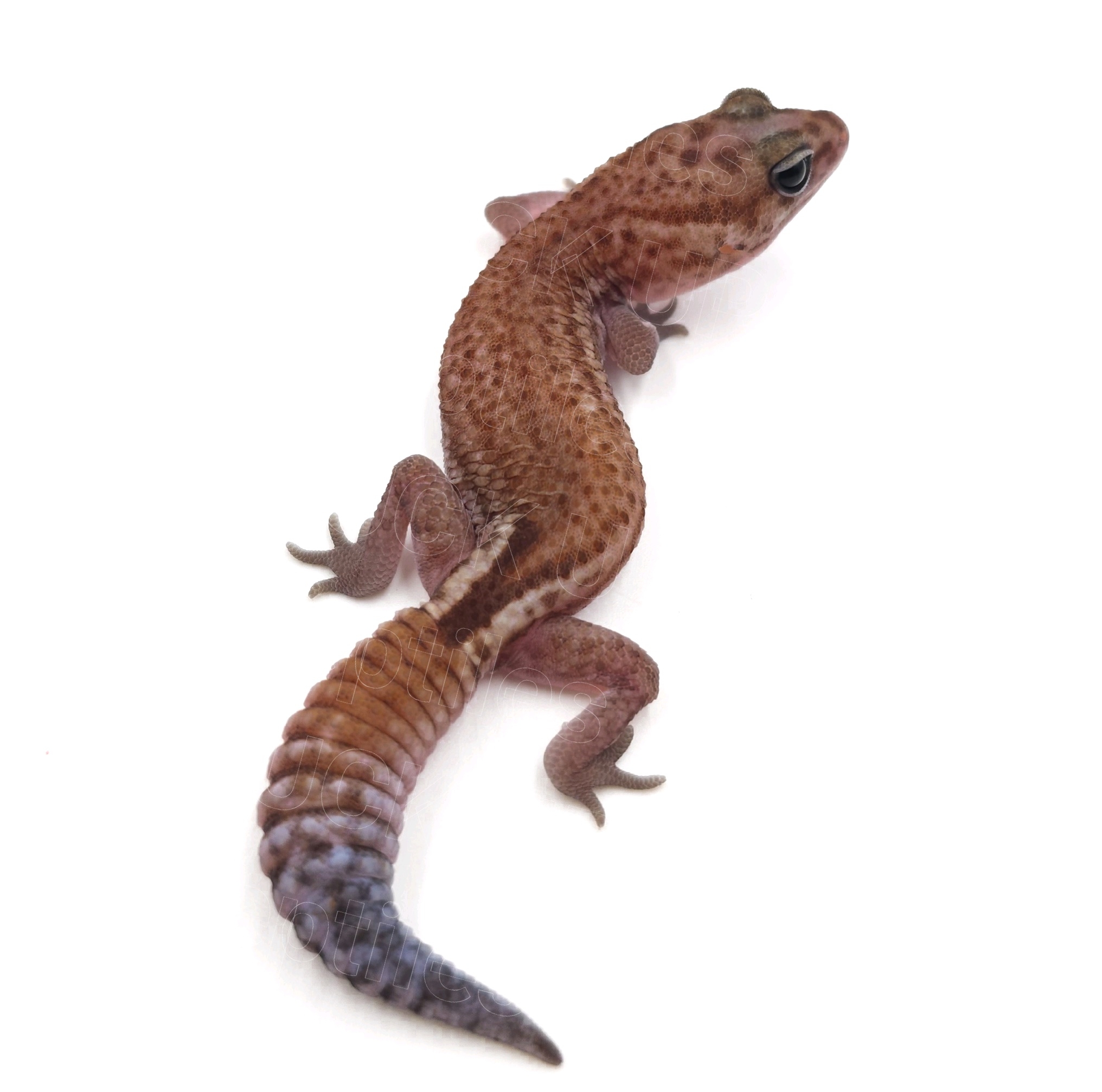 ニシアフリカトカゲモドキ¥パティphゴーストオレオ