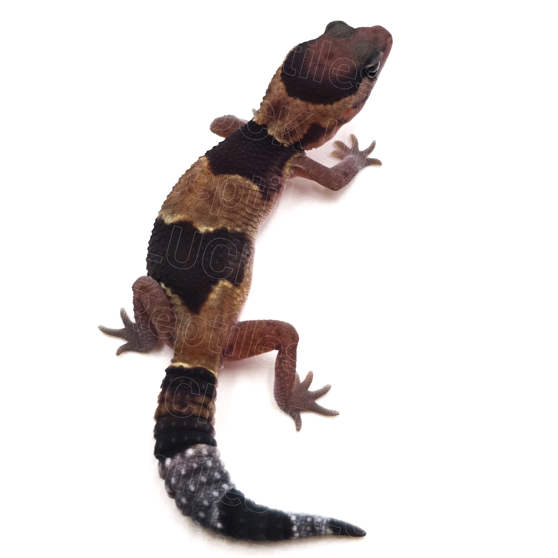 ニシアフリカトカゲモドキ¥ノーマルhetパティphゴーストオレオ