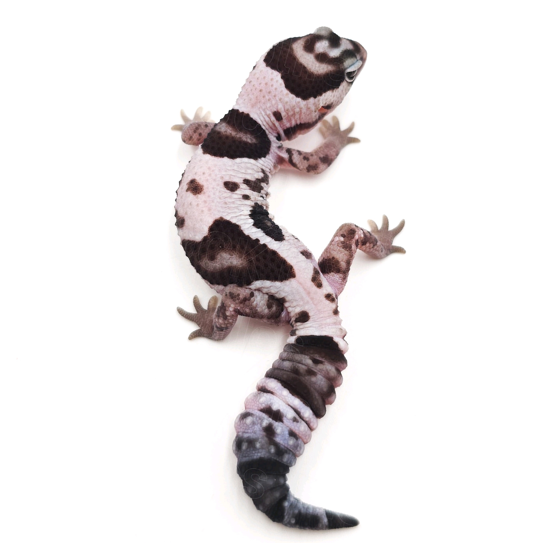 ニシアフリカトカゲモドキ¥ホワイトアウトオレオ