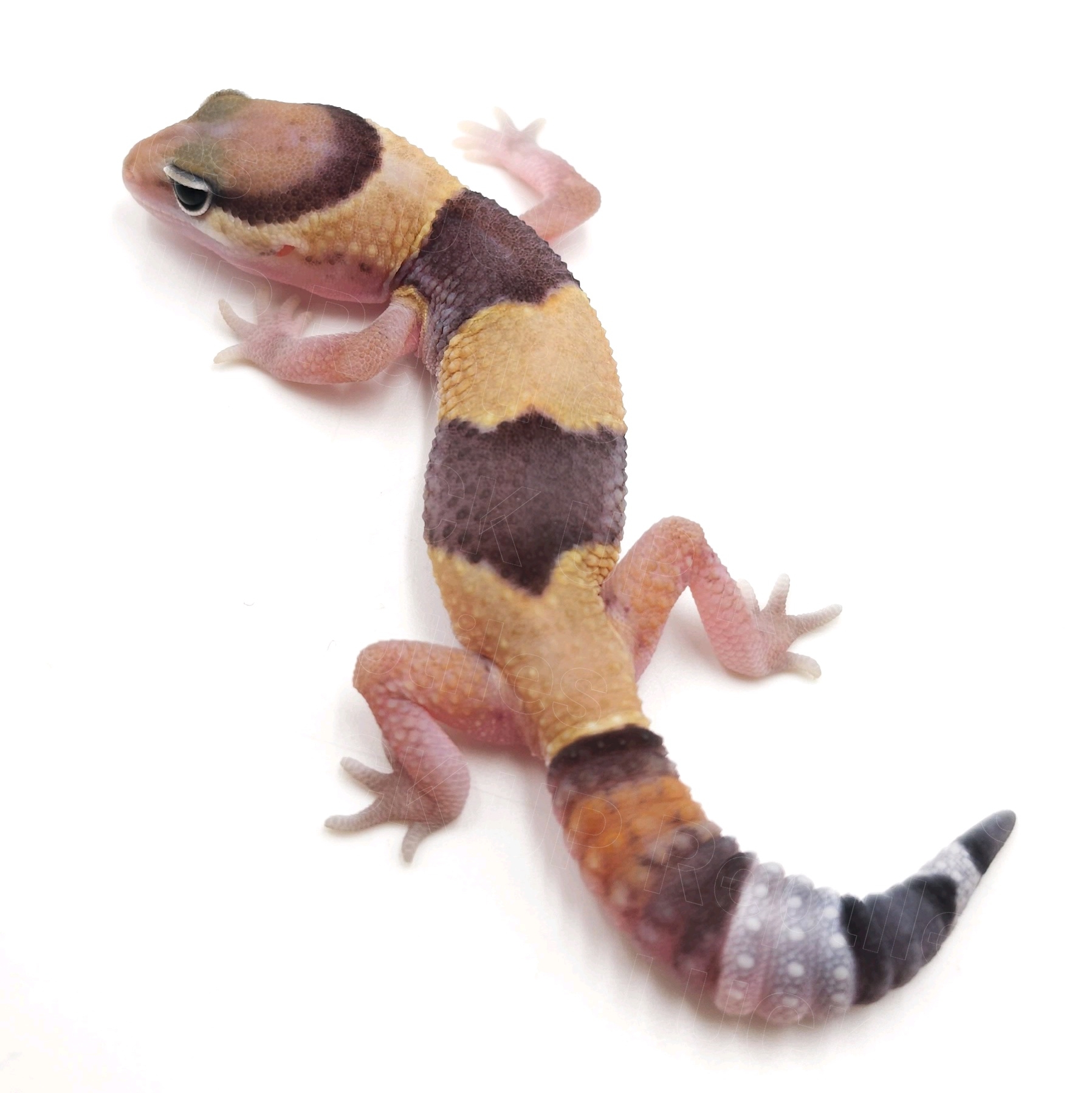 ニシアフリカトカゲモドキ¥ノーマルhetオレオ