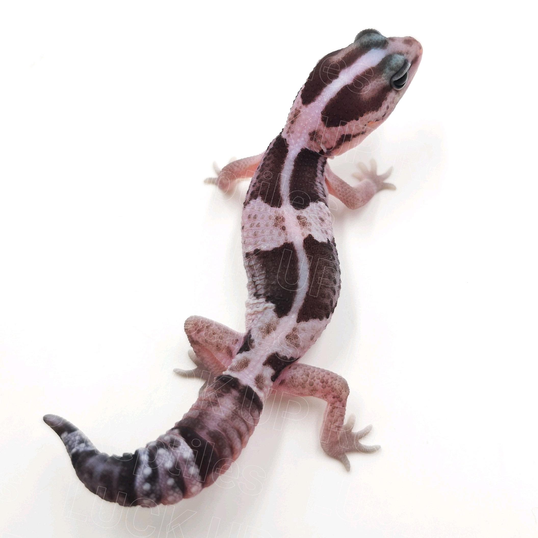 ニシアフリカトカゲモドキ¥オレオ