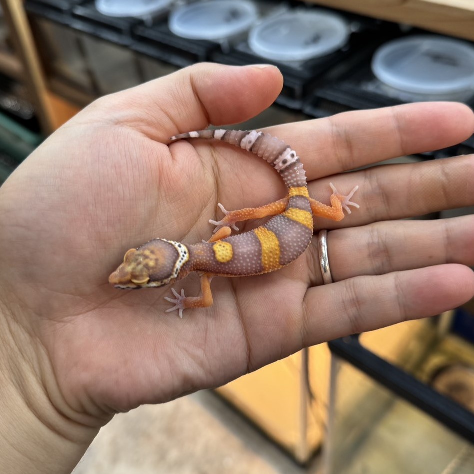 ヒョウモントカゲモドキ¥タンジェリンベル/メス