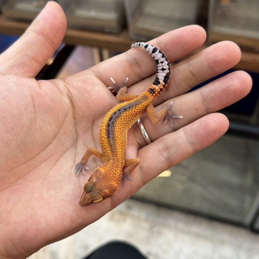 ヒョウモントカゲモドキ¥タンジェリンリバースストライプ