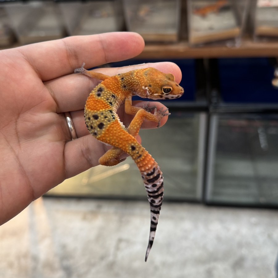 ヒョウモントカゲモドキ¥ブラッドエメリン