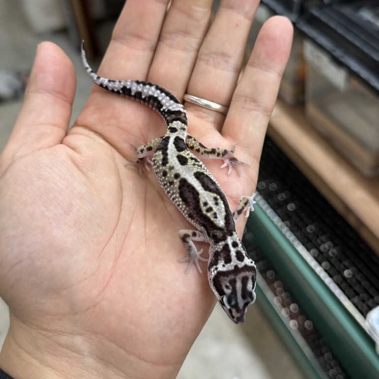 ヒョウモントカゲモドキ¥Gemスノー/オス