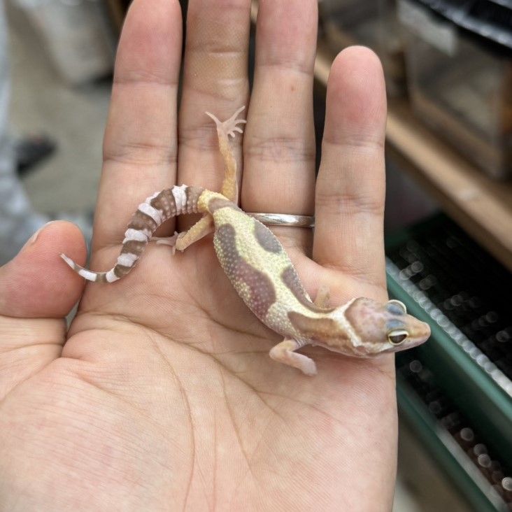 ヒョウモントカゲモドキ¥スノートレンパー