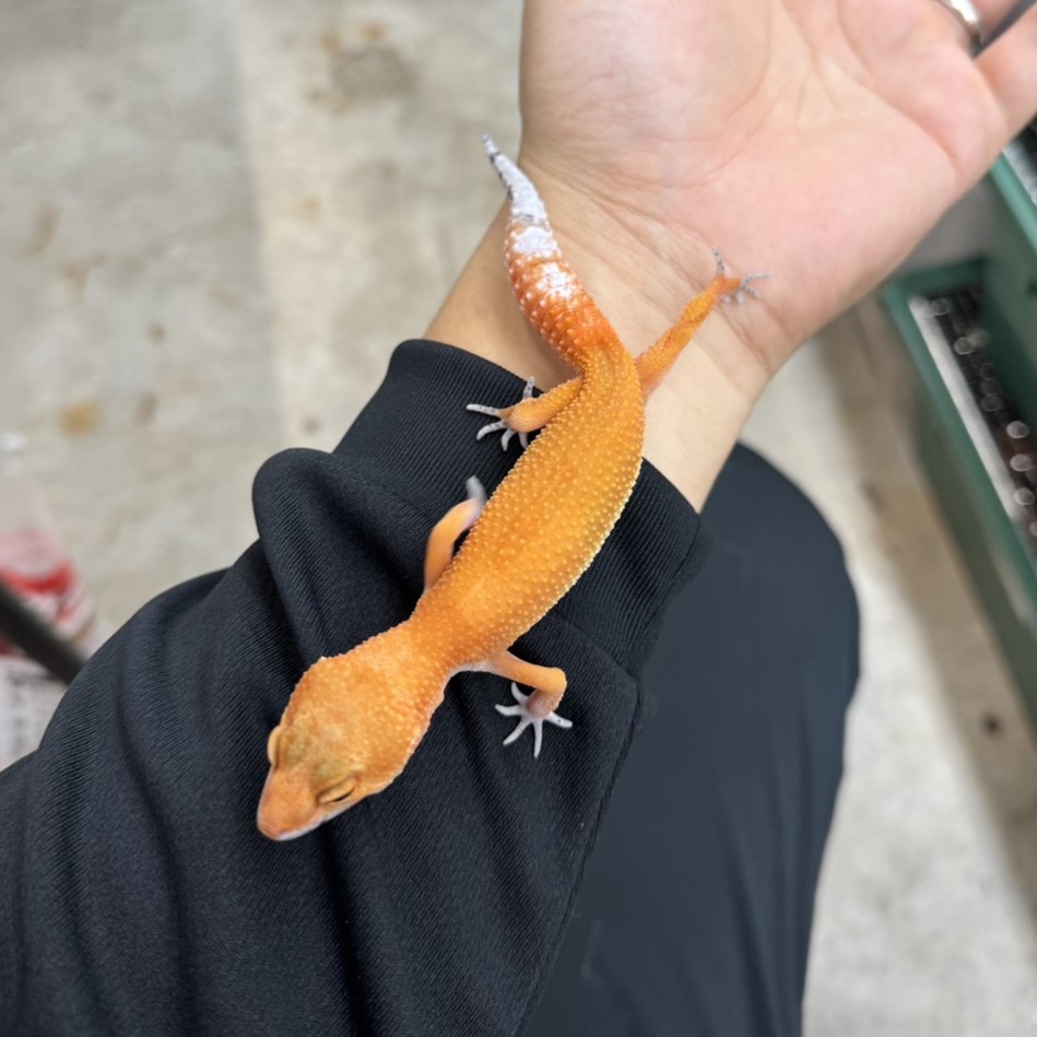 ヒョウモントカゲモドキ¥インフェルノ/メス