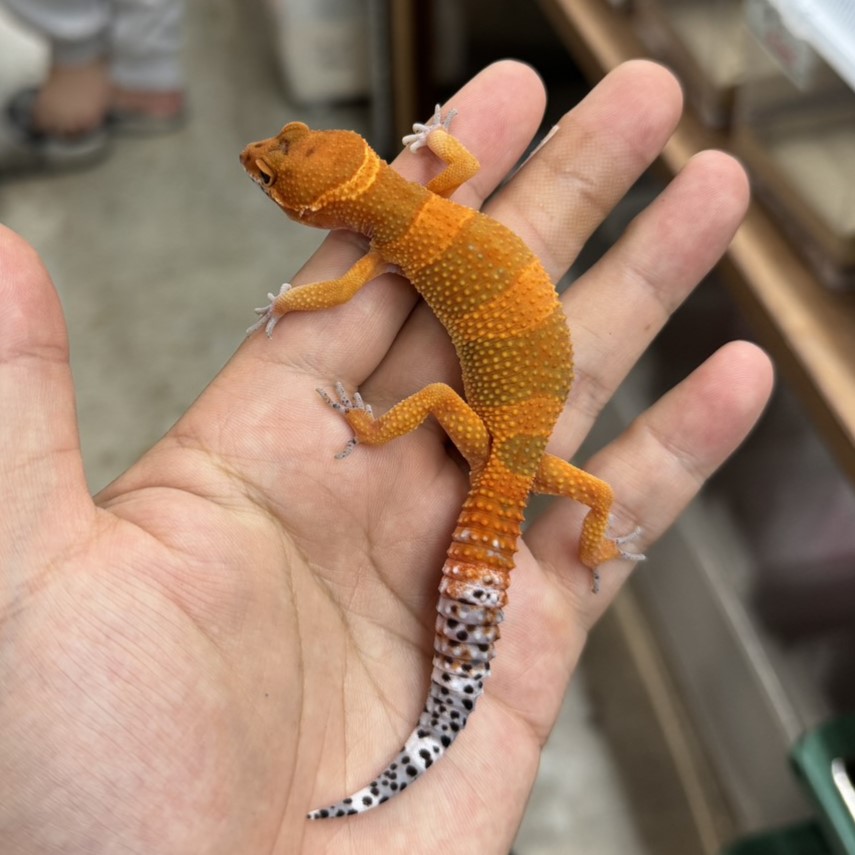 ヒョウモントカゲモドキ¥マンダリン/メス