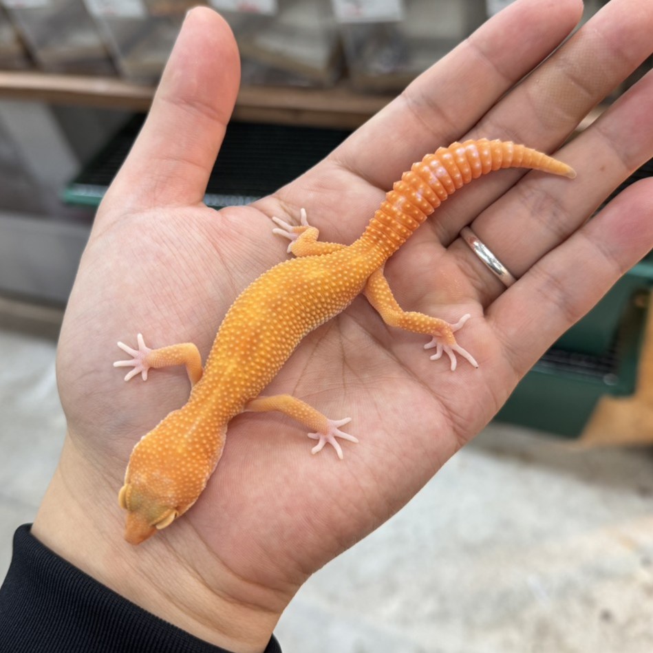 ヒョウモントカゲモドキ¥タンジェリントレンパー/オス