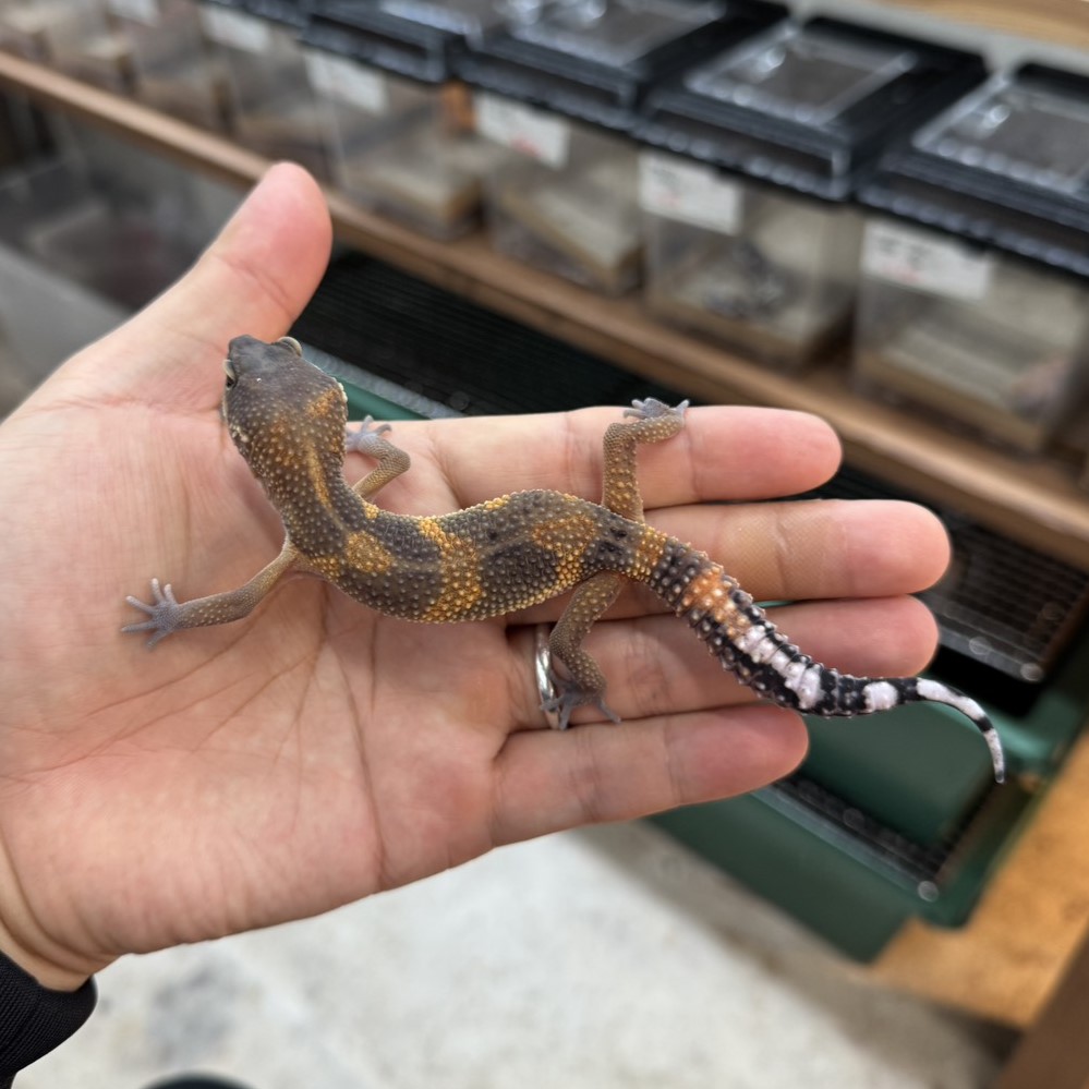 ヒョウモントカゲモドキ¥タンジェリン