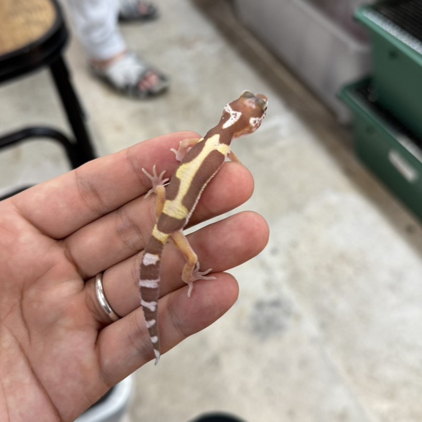 ヒョウモントカゲモドキ¥スノートレンパーbossWY/メス