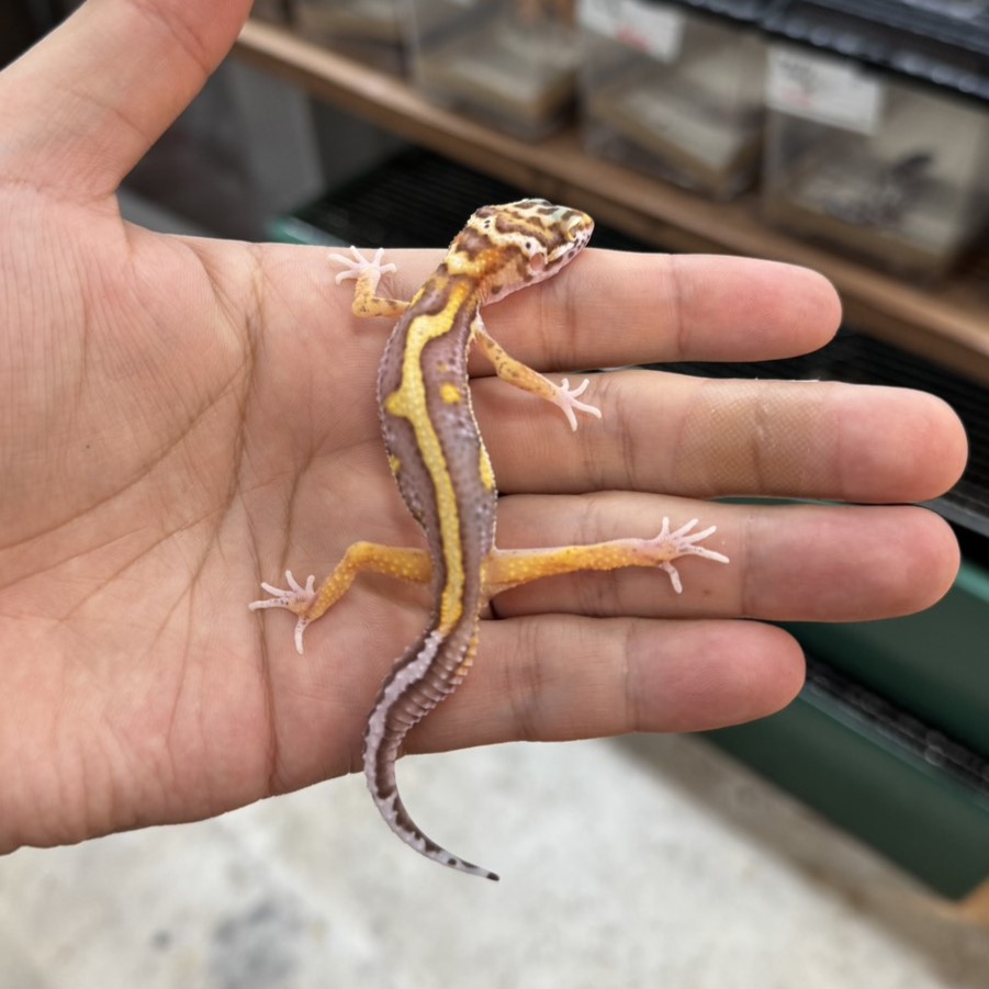 ヒョウモントカゲモドキ¥ベルストライプ/メス