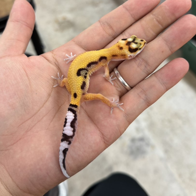 ヒョウモントカゲモドキ¥ダンジェリンボールドbossWY/オス