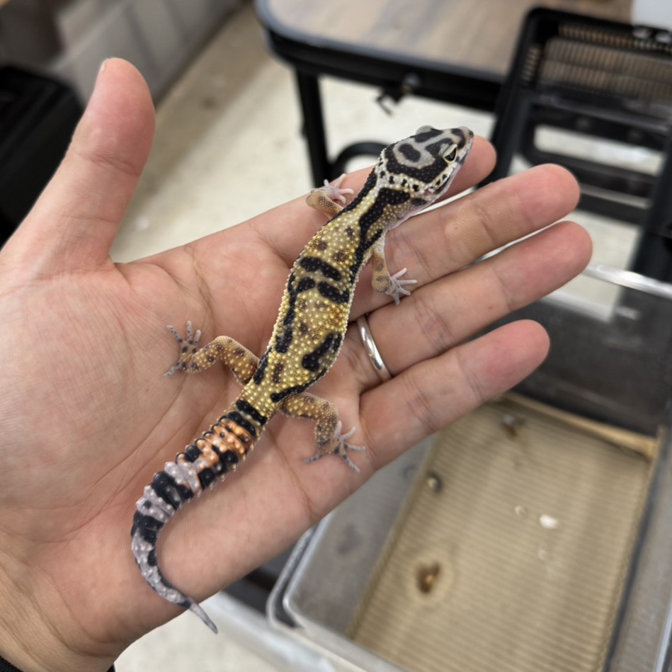 ヒョウモントカゲモドキ¥ボールドストライプ/オス