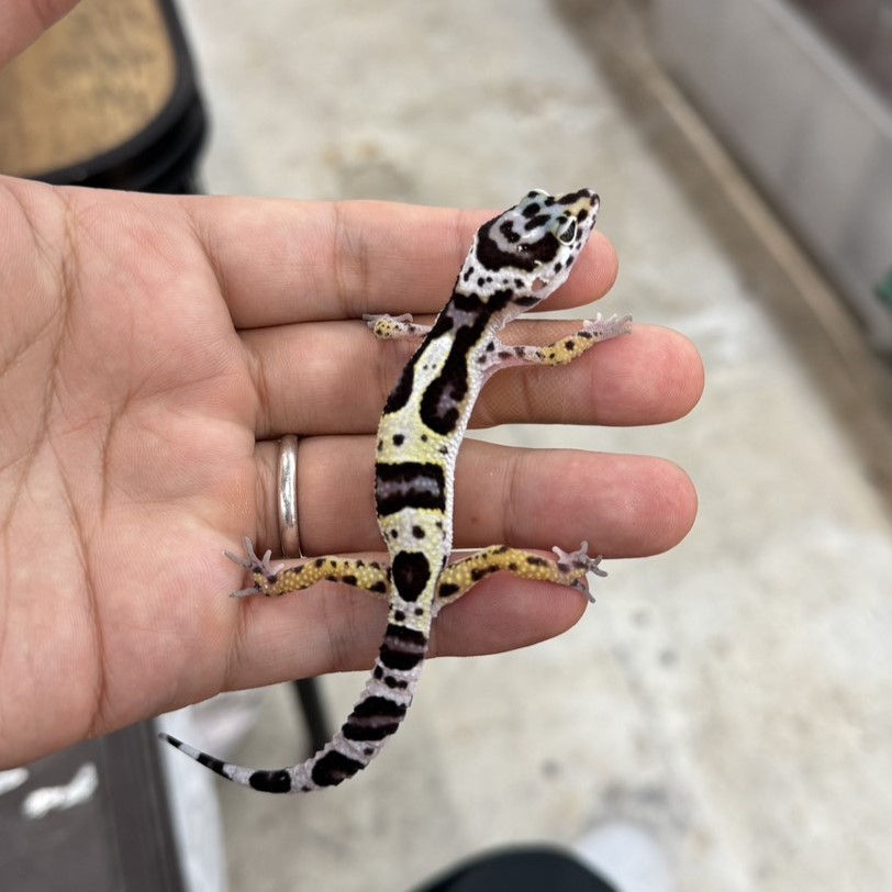 ヒョウモントカゲモドキ¥マックスノー/メス