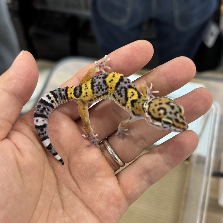 ヒョウモントカゲモドキ¥タンジェリンメラニスティックcross/メス