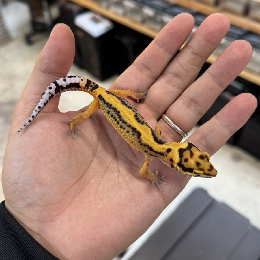 ヒョウモントカゲモドキ¥タンジェリンボールド/オス