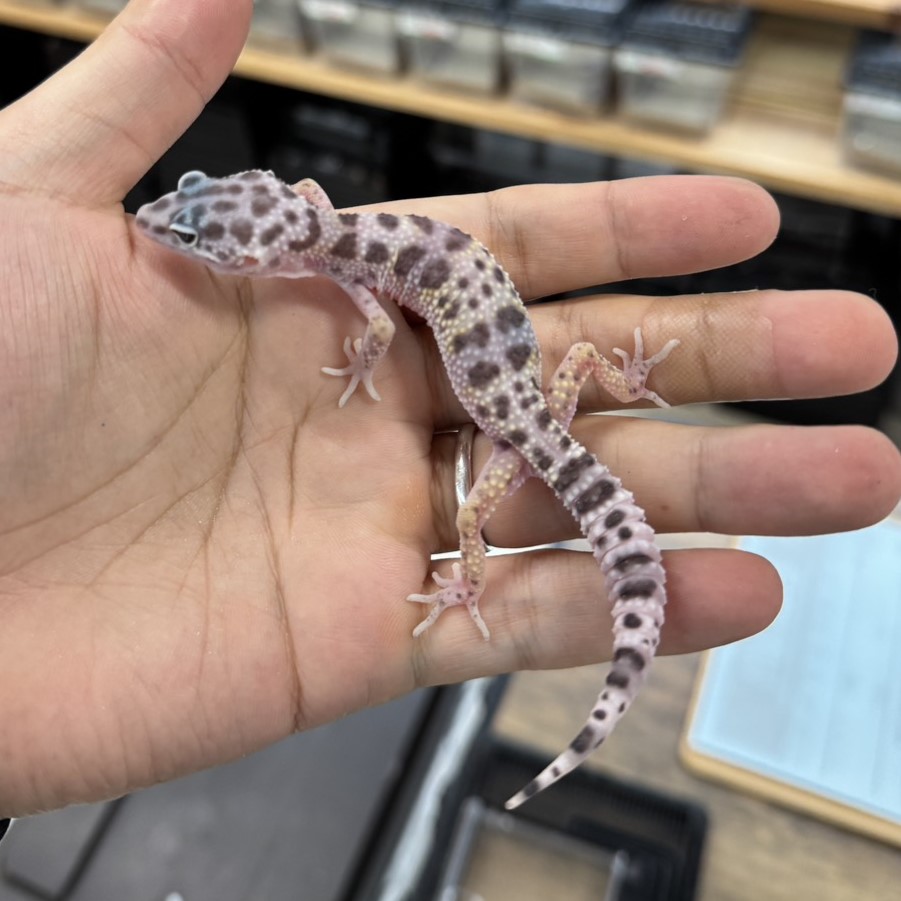 ヒョウモントカゲモドキ¥マキュラリウス/メス