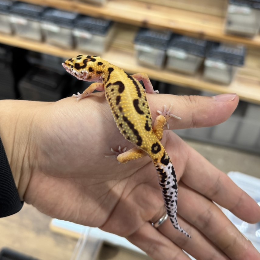ヒョウモントカゲモドキ¥タンジェリンボールドbossWY/オス