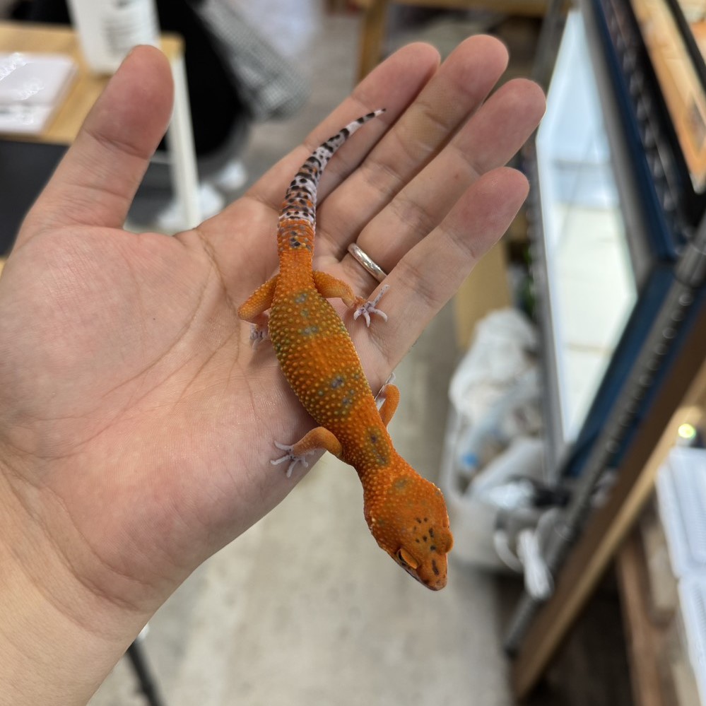 ヒョウモントカゲモドキ¥ブラッドエメリン/オス