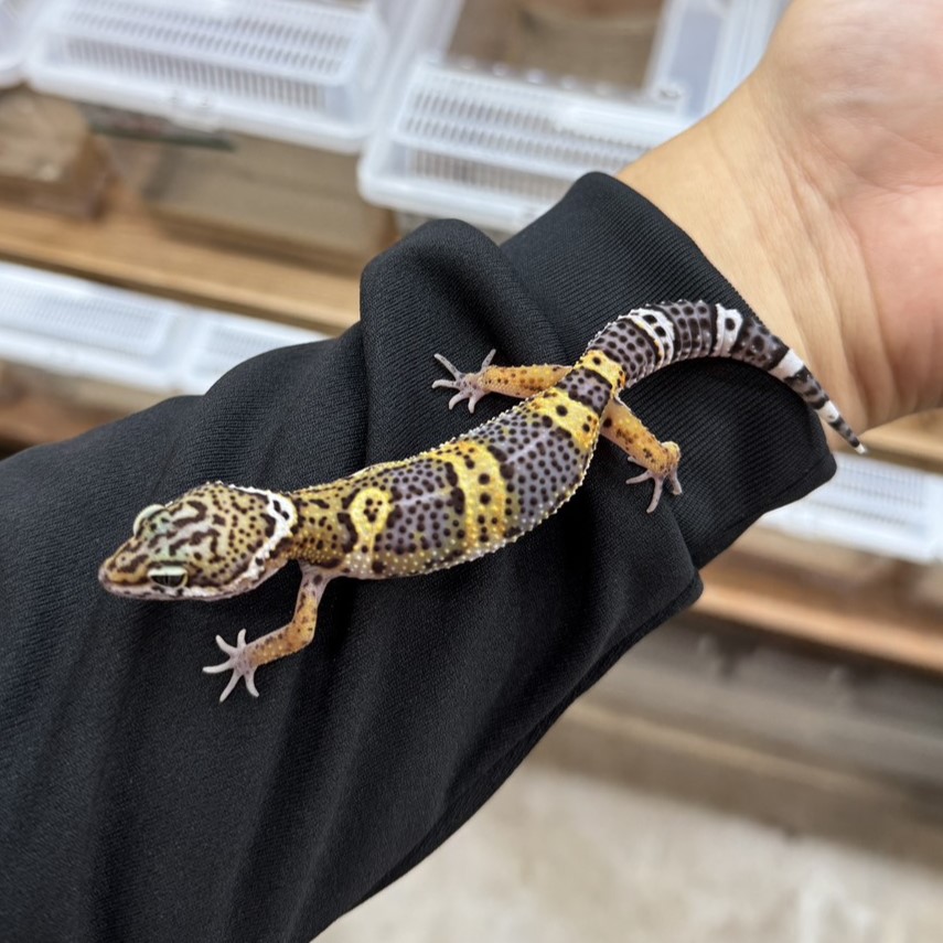 ヒョウモントカゲモドキ¥メラニスティックタンジェリン/オス