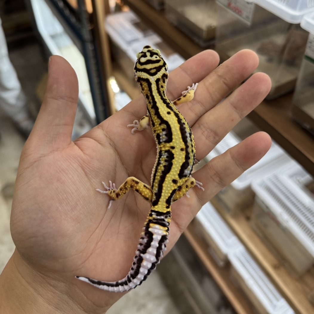 ヒョウモントカゲモドキ¥ボールドストライプ/オス