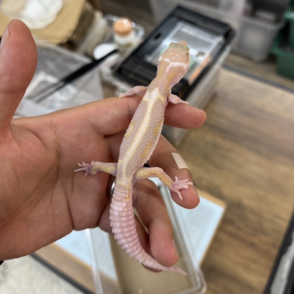 ヒョウモントカゲモドキ¥WYスノーボールドトレンパー/オス