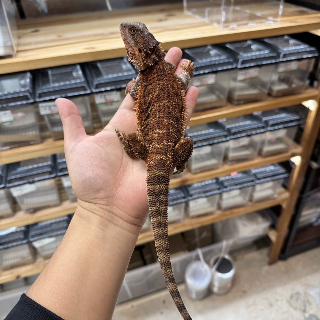 フトアゴヒゲトカゲ¥ダークレッドRed monster100%/メス